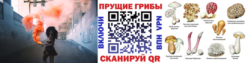 купить закладку  Ессентукская  KRAKEN сайт  Псилоцибиновые грибы мицелий 